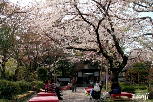 02 98 桜、松音寺、宮城県仙台市若林区新寺、画像、Tanji.jpg