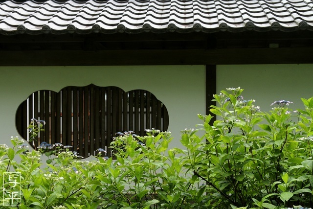 紫陽花(あじさい)・仙台のアジサイ寺・資福寺・宮城県仙台市・画像・仙台人が仙台観光をしてるブログ・与平・jpg