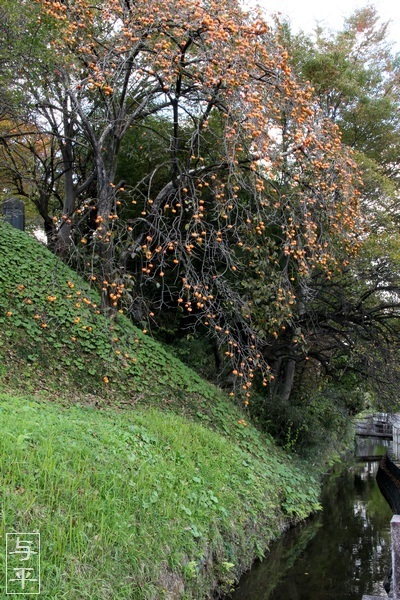 白石城菊花展示、宮城県白石市、画像、仙台人が仙台観光をしてるブログ、与平