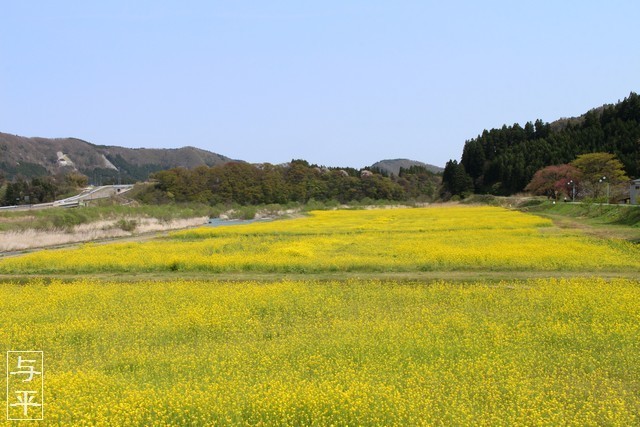 川渡温泉・河川敷公園・菜の花畑・ナノハナ・宮城県大崎市鳴子温泉・画像・仙台人が仙台観光をしてるブログ・与平