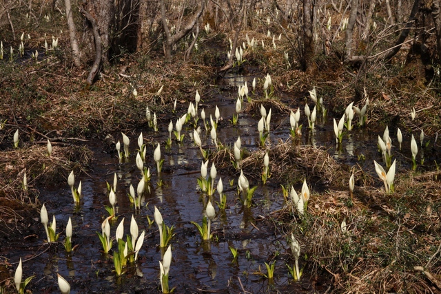 水芭蕉の森・宮城県白石市・画像03ミズバショウの群生