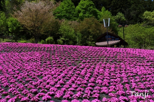 03 96 芝桜(シバザクラ)、スパッシュランドパーク、宮城県白石市、画像.jpg