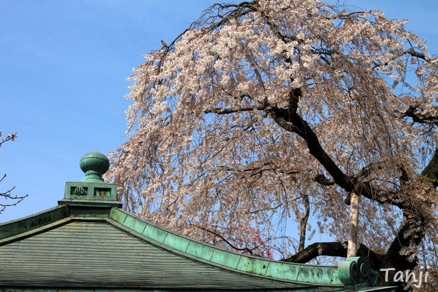 03 98 桜、松音寺、宮城県仙台市若林区新寺、画像、Tanji.jpg