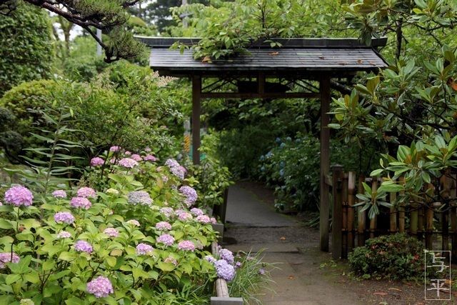 紫陽花(あじさい)・仙台のアジサイ寺・資福寺・宮城県仙台市・画像・仙台人が仙台観光をしてるブログ・与平・jpg