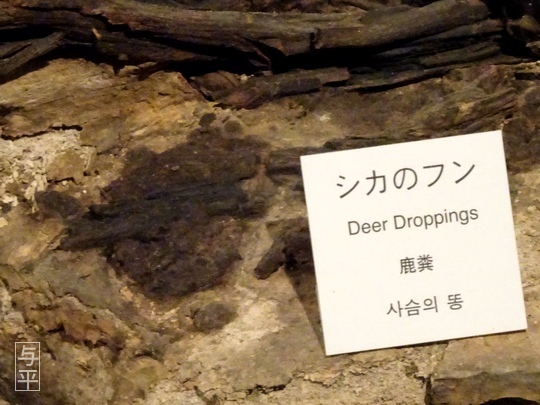 04 96 地底の森ミュージアム、富沢遺跡、宮城県仙台市、画像.jpg
