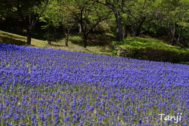 04 96 芝桜(シバザクラ)、スパッシュランドパーク、宮城県白石市、画像.jpg