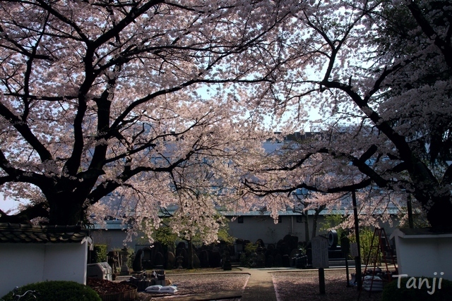 04 98 桜、松音寺、宮城県仙台市若林区新寺、画像、Tanji.jpg