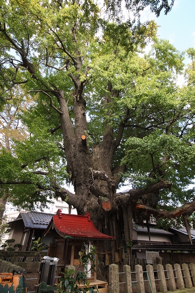 乳銀杏・宮城県仙台市宮城野区銀杏町・画像5乳銀杏の木