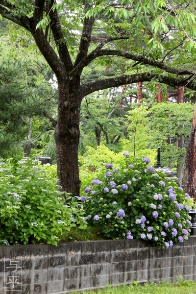 紫陽花(あじさい)・仙台のアジサイ寺・資福寺・宮城県仙台市・画像・仙台人が仙台観光をしてるブログ・与平・jpg