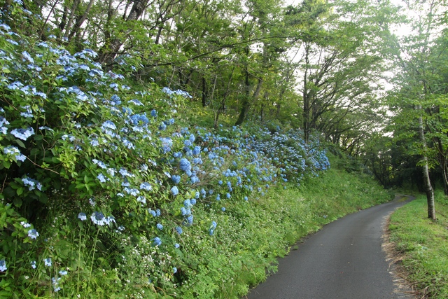 臥牛館公園のアジサイ・宮城県栗原市金成沢辺・画像・与平仙台人が仙台観光してるブログ
