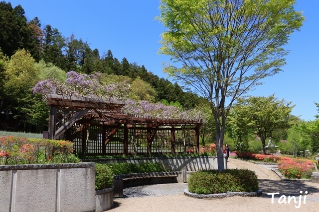 05 96 芝桜(シバザクラ)、スパッシュランドパーク、宮城県白石市、画像.jpg