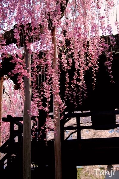 05 98 桜、松音寺、宮城県仙台市若林区新寺、画像、Tanji.jpg