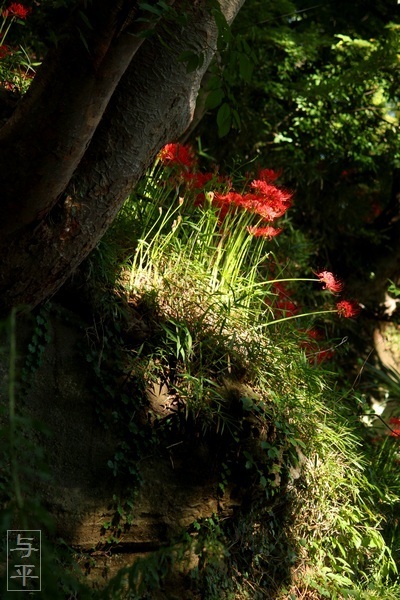 鹽竈神社・裏坂・ヒガンバナ(彼岸花・曼珠沙華)・塩竈市・宮城県・画像・仙台人が仙台観光をしてるブログ・与平・jpg