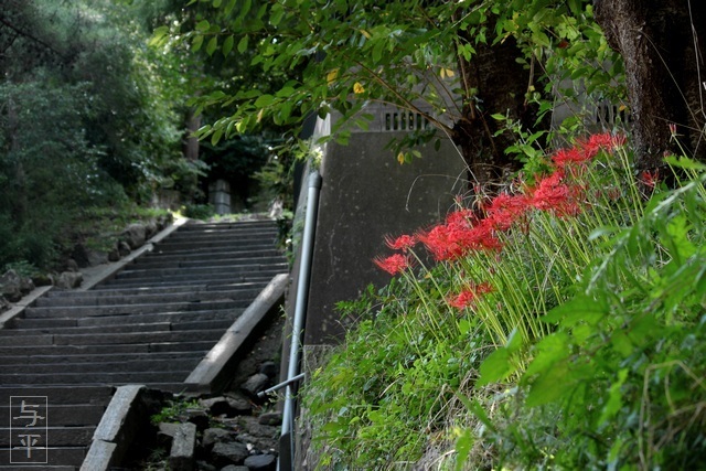 鹽竈神社・裏坂・ヒガンバナ(彼岸花・曼珠沙華)・塩竈市・宮城県・画像・仙台人が仙台観光をしてるブログ・与平・jpg