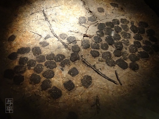 09 94 地底の森ミュージアム、富沢遺跡、宮城県仙台市、画像.jpg