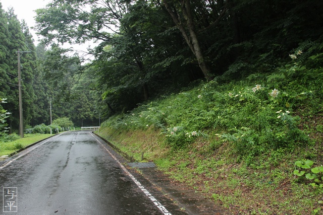 牛野森温泉・宮城県・大衡村・道端のヤマユリ・画像・仙台人が仙台観光をしてるブログ
