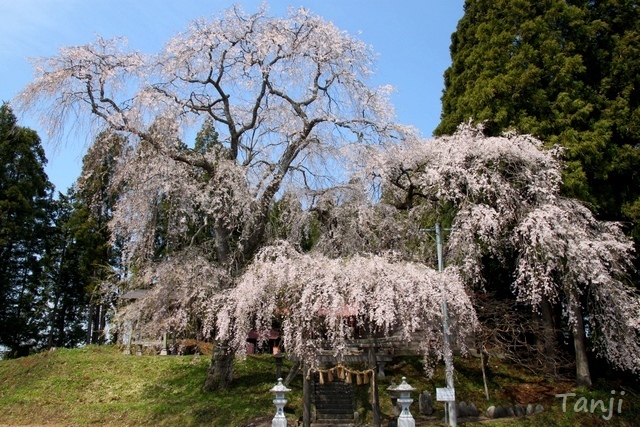 51 96 2013 貴船神社・貴船神社、宮城県仙台市泉区小角明神、画像.jpg