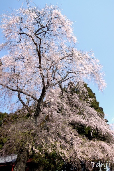 52 96 2010 貴船神社・貴船神社、宮城県仙台市泉区小角明神、画像.jpg